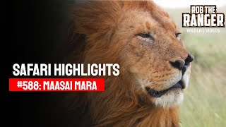 Safari Highlights #588: 23 February 2021 | Maasai Mara/Zebra Plains | Latest #Wildlife Sightings