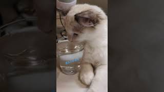 眠たそうにお水を飲む猫 #cat #ねこ #ラグドール #猫 #ねこのいる生活  #クロエ嬢