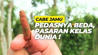 Bongkar rahasia Cabe Jamu Puyang, hasil panen 22 juta tiap 20 hari !