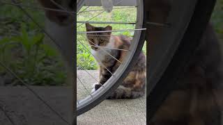 この三毛猫は、まだ子猫のようにあどけなく見えます #Shorts