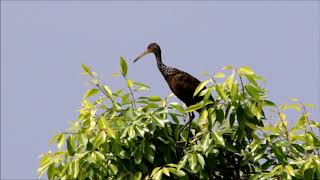 Limpkin Calling