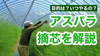 【アスパラ栽培入門】摘芯の基本的なポイントと成功への考え方