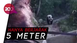 Ini yang Terjadi Saat Seekor Kuda Bertemu Panda Liar