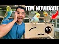 ABRI TODOS os ninhos das calopsitas e periquitos e encontrei MUITAS SURPRESAS | Aves Recriar