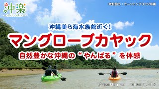 沖縄マングローブカヤック「沖縄本島 今帰仁村（なきじんそん）」★オーシャンブリッジ【沖楽】