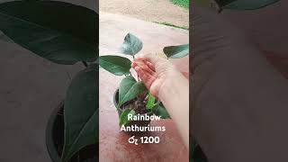 Rainbow Anthurium =  රු 1200 #plants #anthurium