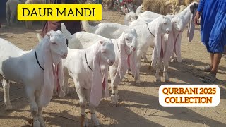 DAUR MANDI UPDATE || 2025 K GULABI BACHE AGAE || HEAVY WEIGHT BAKRE