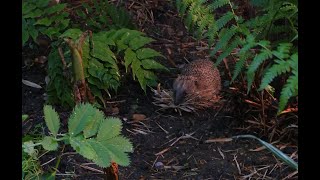 CUTE Hedgehog walks 60 feet to find BAMBOO leaves for her NEST.