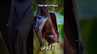 2023 Bat 🦇 Vs 5000 Bce Bat 🦇 #infotrail #animal #viral #2023 #transition #5000bc