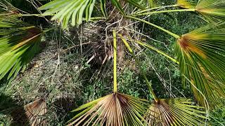 BestpalmTV. Plantacja Hiszpania. Trachycarpus wagnerianus-12C