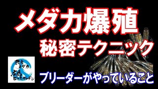 メダカの稚魚をたくさん増やす方法　めだか爆殖テクニックをブリーダーが語ります