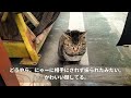 迷い猫vs飼い猫。縄張りで鉢合わせで喧嘩 匂いを嗅いでメス猫と分かると発情しちゃう迷い猫。stray cats vs. pet cats