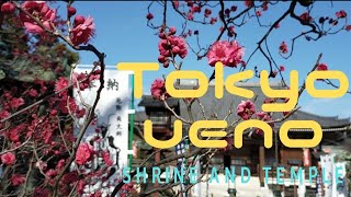 【上野寛永寺・五條天神社・花園稲荷神社】②Tokyo Ueno Shrine and Temple/sushi/steak /Starbucks coffee