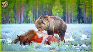 Most Incredible Bear Attacks Caught On Camera | Animal Fighting