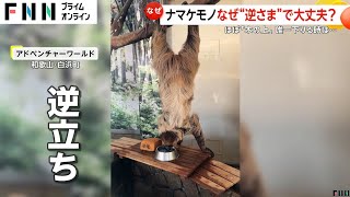 【なぜ】“逆立ち”で水飲むナマケモノ…理由は体力温存のため　逆さまのままでも苦しくない！体に“ある秘密”が　和歌山・白浜町