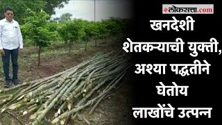 बांबू लागवडीतुन खानदेशातील शेतकरी घेणार लाखोंचे उत्पन्न |Jalgaon |Farmer |Bamboo