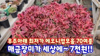 💥[에오니엄 70여종 최저가] 매금장미가 7천원이라니~!! 대박이예요~♡