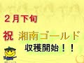 黒岩祐治　神奈川県知事　『湘南ゴールドしようよ！！』　初もぎ編