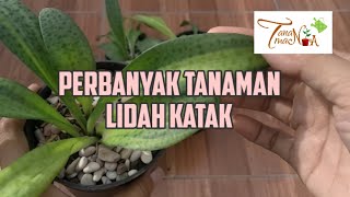 Cara Memperbanyak dan Merawat Tanaman Lidah Katak