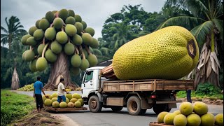 Thailand’s Amazing Jackfruit Harvest | From Farm to Street Food Delights