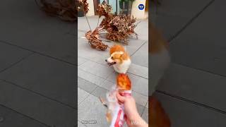 ஊருக்குள்ள ஒரு பயலயும் காணம்... #shortvideo #ytshorts #ytshortsvideo #reels #funny #funnyvideo #dog