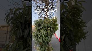 とんでもないビワの木発見したかと思った。#shorts #植物 #びわ #謎