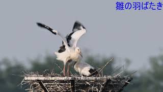 雛足環取付日のコウノトリの様子