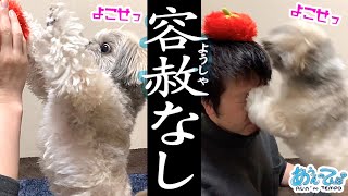 おもちゃで遊んで犬に目をやられるおじさん【開封の儀】