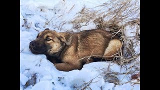 車にはねられた子犬。ケガの為、身動きが取れず 雪の中に埋もれてしまい生死の境を彷徨っていると・・・