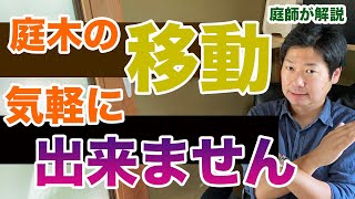 庭木を気軽に移動するのはやめた方が良い話【庭師が解説】