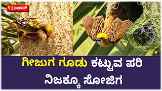 Tailor Bird Nest Building Video : ಗೀಜುಗ ಗೂಡು ಕಟ್ಟುವ ಪರಿ | Bidar | Vijay Karnataka