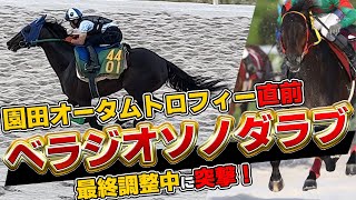 「ベラジオソノダラブ」9/7園田オータムトロフィー直前!!最終調整に直撃!!【ベラジオch】