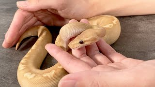 Snake Raised from an Egg: Incredibly Tame with Humans｜Ball Python