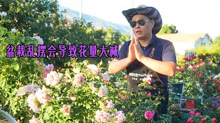 千万避免这种情况 盆栽玫瑰乱摆放导致花量大减！还有之前没介绍过的品种哦！园艺篇654