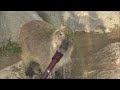 カピバラ　（福山市立動物園篇）それ打たせ湯用ですよ