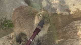 カピバラ　（福山市立動物園篇）それ打たせ湯用ですよ