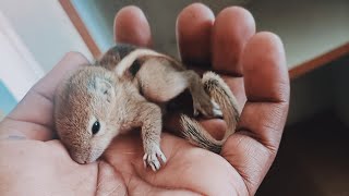 அணில் குட்டியுடன் ஒரு அழகான தருணம் இது 😍..#shorts #santho #subscribe #Squirrel#தமிழ்