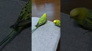 突然怒るインコ