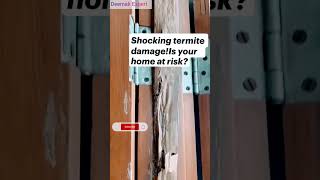 Shocking Termite wood Damage #home #termites #shorts #anime