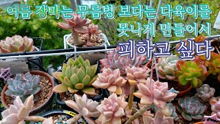 장마가 다육이에게 미치는 영향 ! 걸이대 다육이 수다, 여름 장마 걱정하는 다부댁  多肉植物, Korean succulents