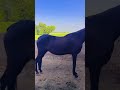 ਇਹ ਜਾਨਵਰ ਨੇ ਆਪਣੇ ਕੋਲ horse hoursepower automobile cow hourselover car horselover hourse