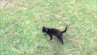 Black cats crossing my path