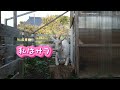 うちのヤギーズ！（変顔もあるよ～）