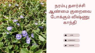 விஷ்ணு கிராந்தி மூலிகையின் மருத்துவப் பயன்கள்! / #Iyarkaiyugam