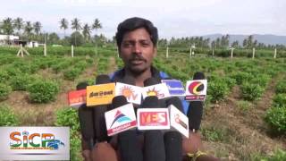 Jasmine flowers are borne on the stem rot disease affecting farmers 03