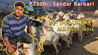 7500 me Top Barbarian Bakriya le Hadish Barbari Goat Farm Mathura UP