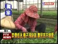 菜籽價漲一成 缺貨有錢買不到－民視新聞