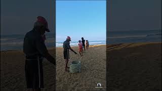 මා දැලක් අදිමුද ?😮 Net fishing Sri Lanka #travel #fishing #shorts #short #shortsviral #foryou #ocean