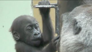 Gorilla Kintaro 💗 Away from mom's hands [Kyoto City Zoo]