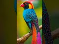 amazing birds ❤️ colourful unique birds 💕 beautiful birds voice by closeup ❤️